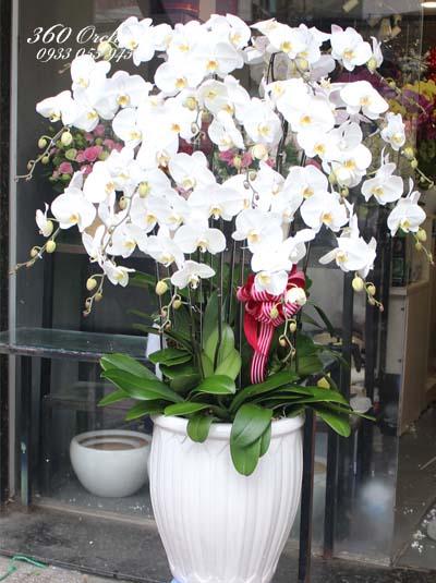 Chậu lan hồ điệp trắng - Vinh danh