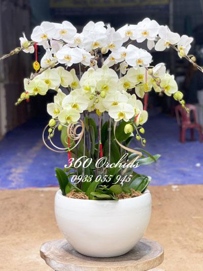 Chậu lan hồ điệp trắng xanh kết hợp