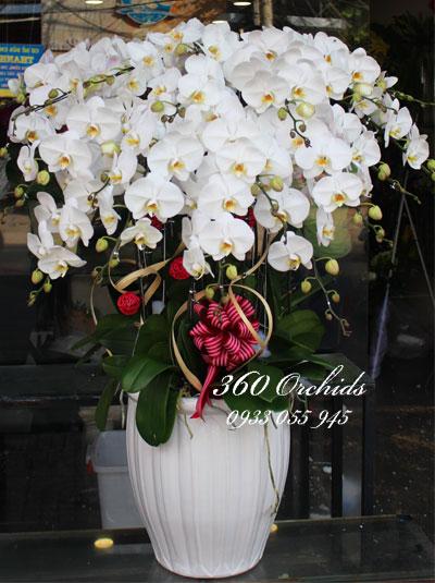 Chậu lan hồ điệp - Vạn sự như ý