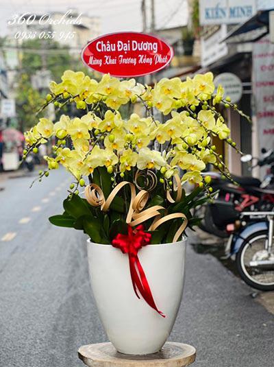 Chậu lan hồ điệp vàng - Ánh dương bên đời