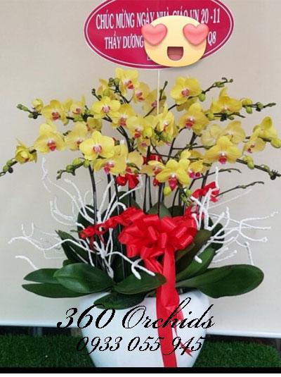 Chậu lan hồ điệp vàng chưng tết