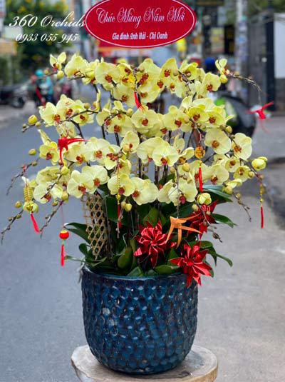 Chậu lan hồ điệp vàng - Công danh tấn tới