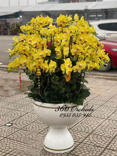 Chậu lan hồ điệp vàng - Cung chúc tân xuân
