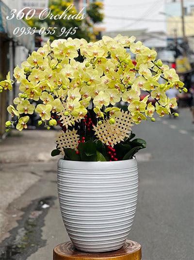 Chậu lan hồ điệp vàng - Cuộc sống giàu sang
