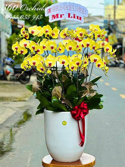 Chậu lan hồ điệp vàng - Điểm sáng tương lai