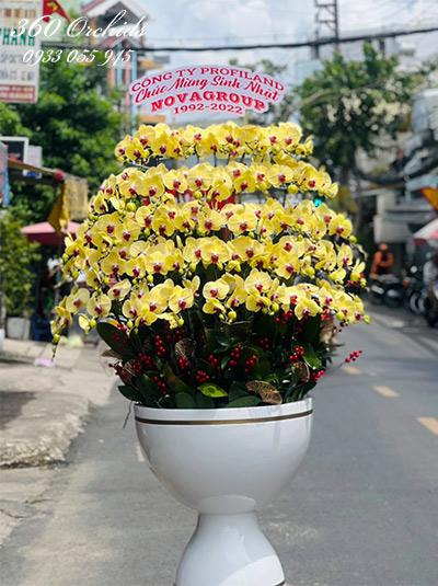 Chậu lan hồ điệp vàng - Đỉnh cao danh vọng