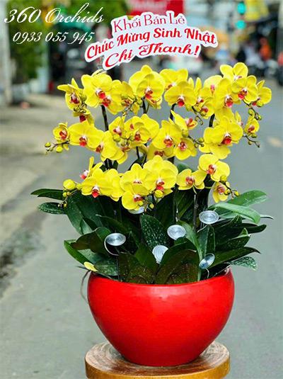Chậu lan hồ điệp vàng - Đón nhận tài lộc