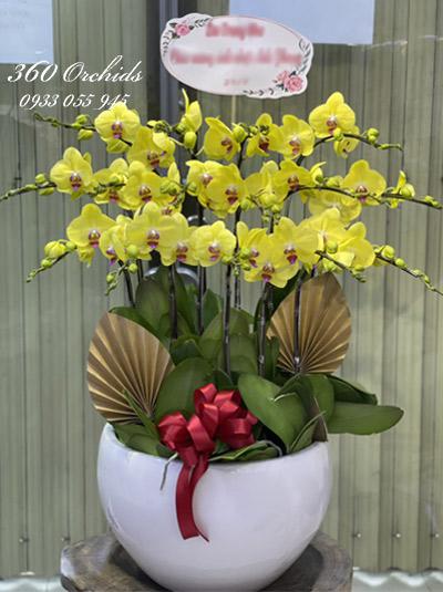 Chậu lan hồ điệp vàng - Đong đầy