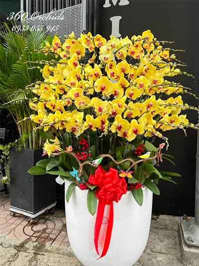 Chậu lan hồ điệp vàng - Hân hoan