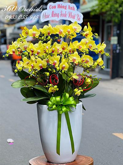 Chậu lan hồ điệp vàng - Hạnh phúc mỗi ngày