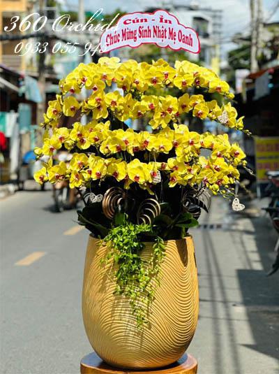Chậu lan hồ điệp vàng - Hoa khai phú quý