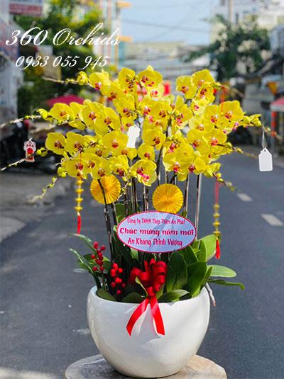 Chậu lan hồ điệp vàng - Hoàn mỹ ban mai
