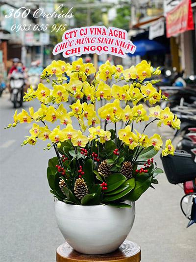 Chậu lan hồ điệp vàng - Hoàng kim