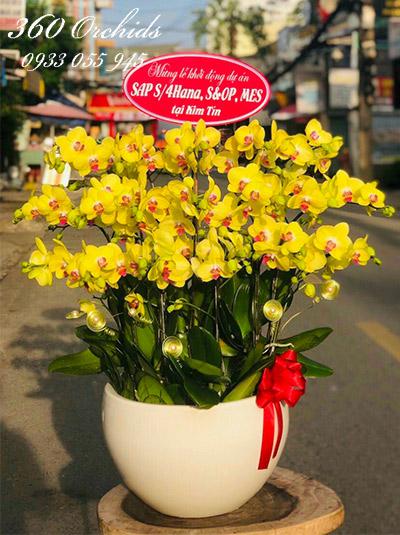 Chậu lan hồ điệp vàng - Khởi sự tốt đẹp