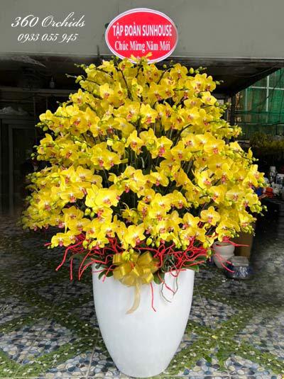 Chậu lan hồ điệp vàng - Làm ăn tấn phát
