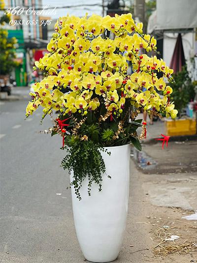 Chậu lan hồ điệp vàng - Lộc đến nhà nhà