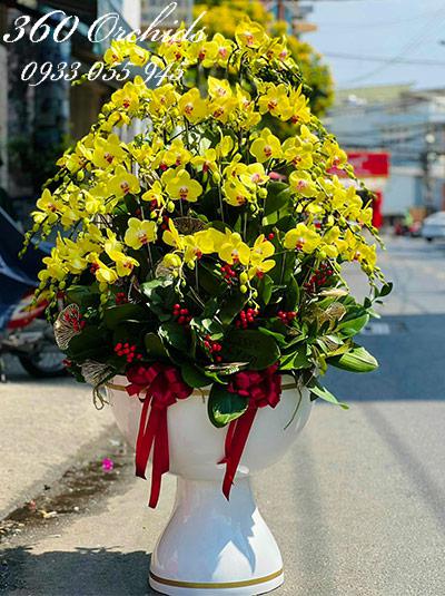 Chậu lan hồ điệp vàng - Lộc tài trù phú