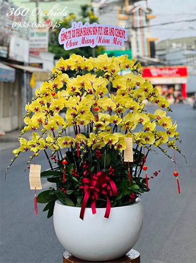 Chậu lan hồ điệp vàng - Lộc vàng đầu xuân