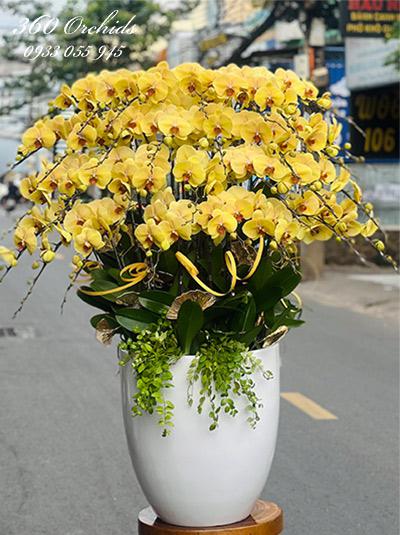 Chậu lan hồ điệp vàng - Lộc vàng gõ cửa