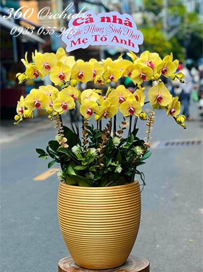 Chậu lan hồ điệp vàng - Mãi mãi vui khỏe