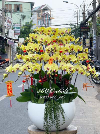 Chậu lan hồ điệp vàng - May mắn gõ cửa