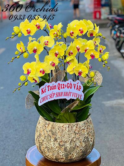 Chậu lan hồ điệp vàng - Mộng phú quý
