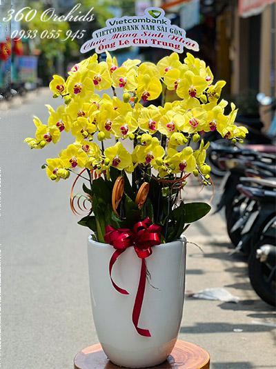 Chậu lan hồ điệp vàng - Một đời vinh quang