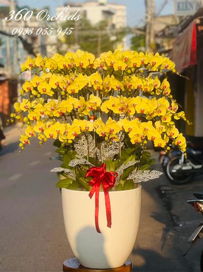 Chậu lan hồ điệp vàng - Năm mới phát tài