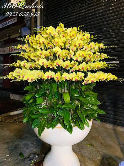 Chậu lan hồ điệp vàng - Năm mới sung túc
