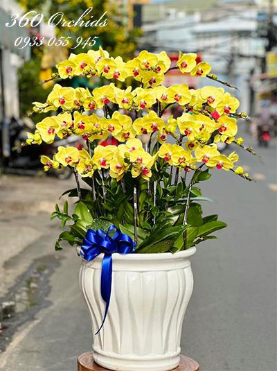 Chậu lan hồ điệp vàng - Năm tháng rực rỡ