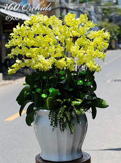 Chậu lan hồ điệp vàng - Nắng lên rực rỡ