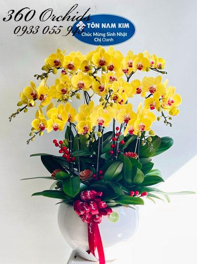 Chậu lan hồ điệp vàng - Nắng vàng