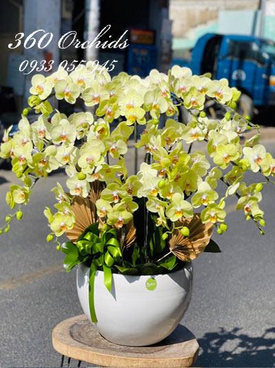 Chậu lan hồ điệp vàng - Ngày mới an nhiên