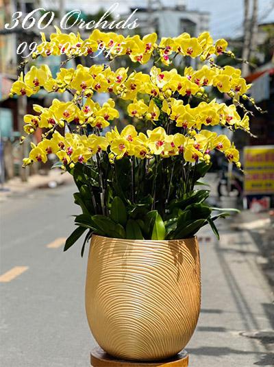 Chậu lan hồ điệp vàng - Ngày một vinh hoa