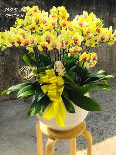 Chậu lan hồ điệp vàng - Ngày rực rỡ