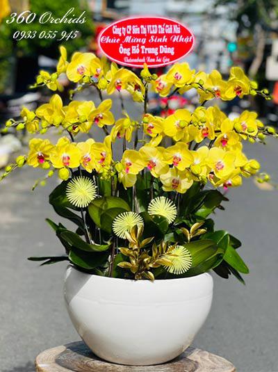 Chậu lan hồ điệp vàng - Ngày yên bình
