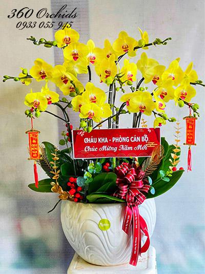 Chậu lan hồ điệp vàng - Niềm vui ngày tết