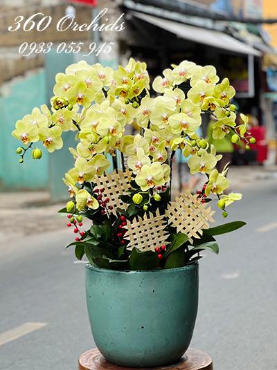 Chậu lan hồ điệp vàng - Nụ cười tỏa nắng