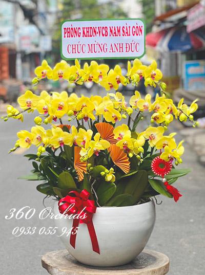 Chậu lan hồ điệp vàng - Phát đạt