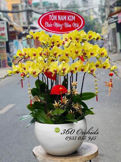 Chậu lan hồ điệp vàng - Phát tài