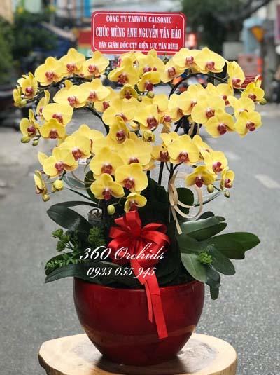 Chậu lan hồ điệp vàng - Phú quý