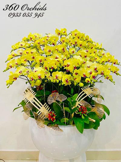Chậu lan hồ điệp vàng - Phú quý vạn gia