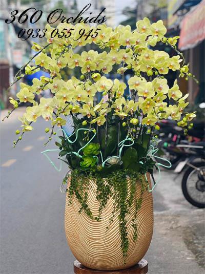 Chậu lan hồ điệp vàng - Phúc an khang