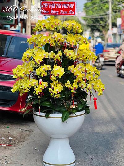 Chậu lan hồ điệp vàng - Tài lộc vô biên