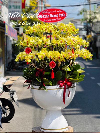Chậu lan hồ điệp vàng - Sắc hoa rạng rỡ