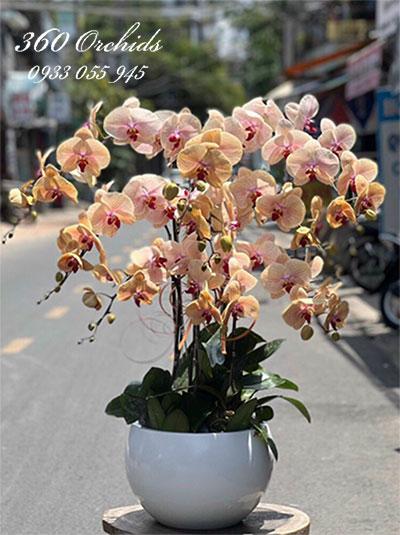 Chậu lan hồ điệp vàng - Sắc xinh