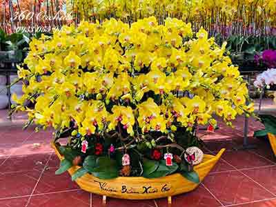 Chậu lan hồ điệp vàng - Tinh tế