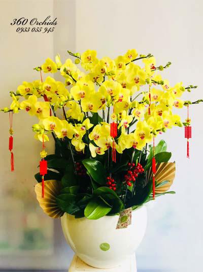 Chậu lan hồ điệp vàng - Sức khỏe an khang