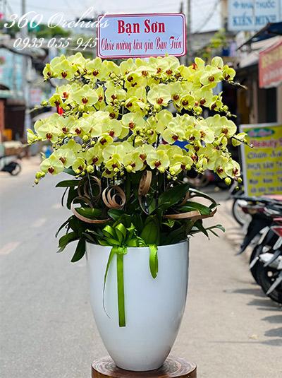Chậu lan hồ điệp vàng - Sum vầy hạnh phúc