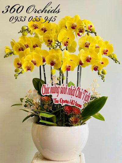 Chậu lan hồ điệp vàng - Sung túc cả đời